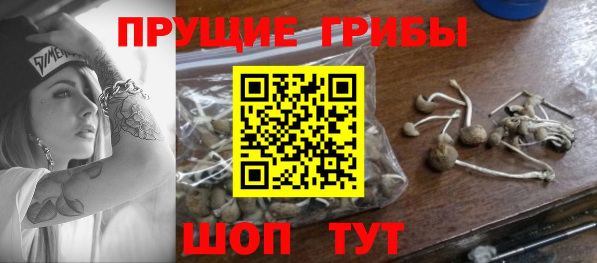 Галлюциногенные грибы Psilocybine cubensis Гуково